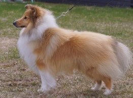 North Sheltie´s Chief In Command